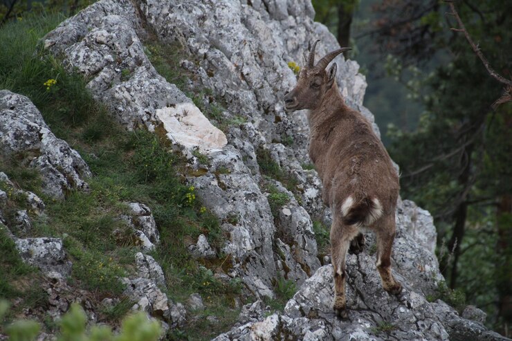 Foto vista ad angolo basso dell'animale sulla roccia