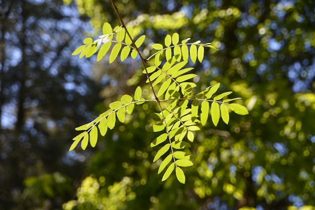 Vista ad angolo basso delle foglie sull'albero
