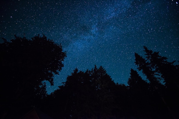 Vista ad angolo basso delle silhouette degli alberi contro il campo stellato di notte
