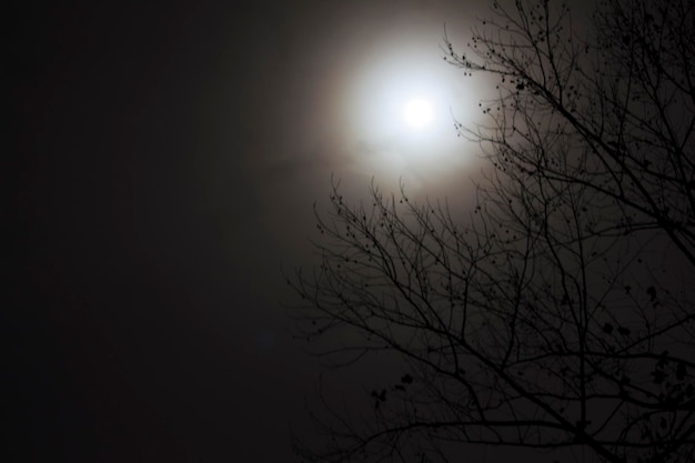 Vista ad angolo basso delle silhouette degli alberi di notte