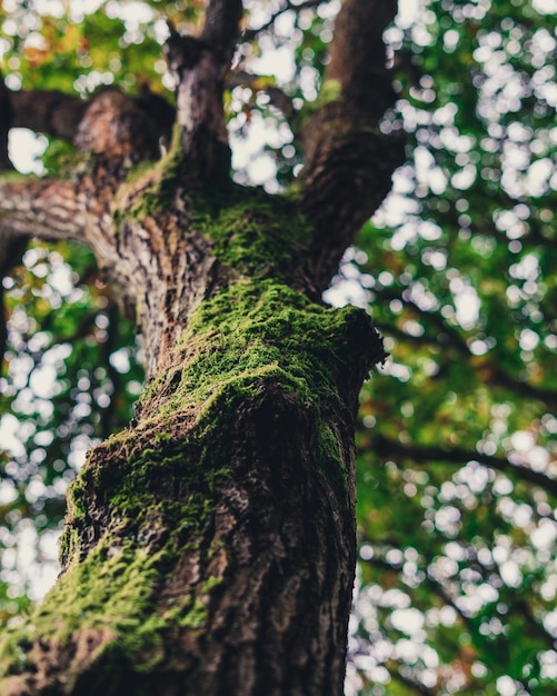 Vista ad angolo basso di un albero nella foresta