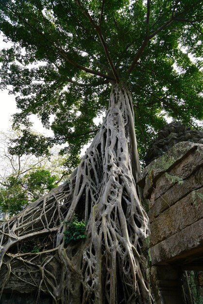 Vista ad angolo basso di un albero nella foresta