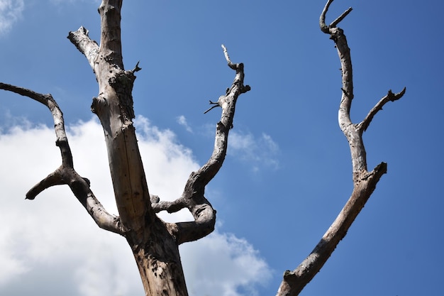 Vista ad angolo basso di un albero nudo contro il cielo