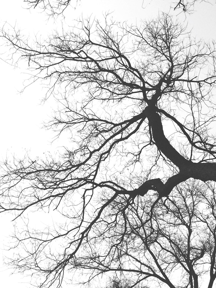 Foto vista ad angolo basso di un albero nudo contro il cielo