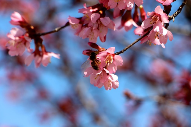 Vista ad angolo basso di un'ape che impollina un fiore di prugna
