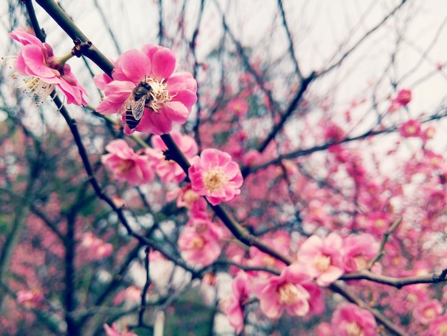 Vista ad angolo basso di un'ape che impollina un fiore rosa