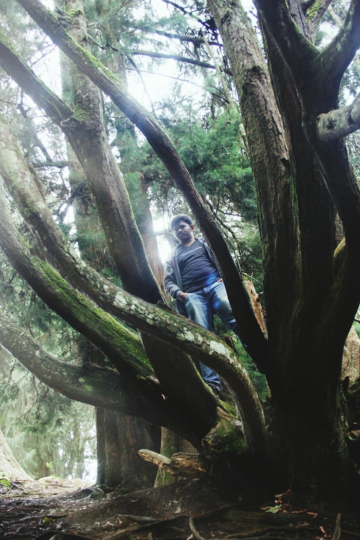 Foto vista ad angolo basso di un giovane in piedi sul ramo di un albero nella foresta