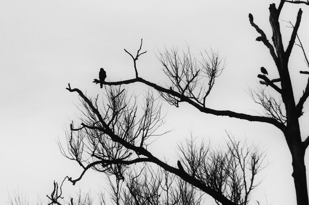 Vista ad angolo basso di un uccello appoggiato su un albero nudo contro un cielo limpido