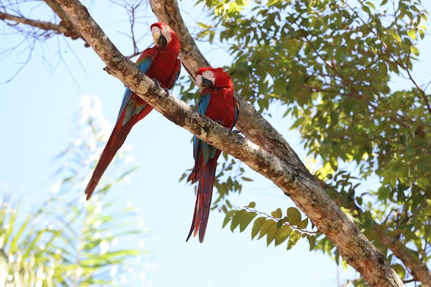 Vista ad angolo basso di un uccello appoggiato su un albero