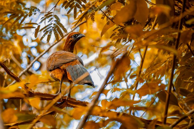 Vista ad angolo basso di un uccello appoggiato su un albero