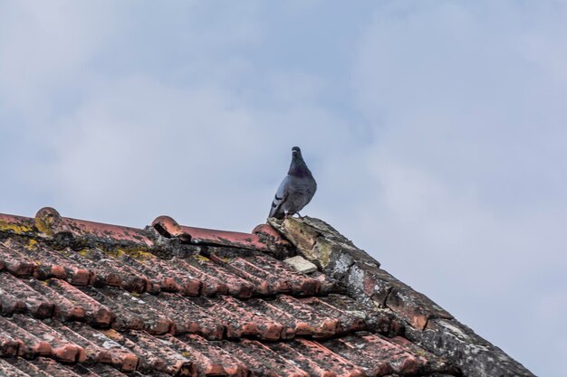 Vista ad angolo basso di un uccello appoggiato sul tetto contro il cielo