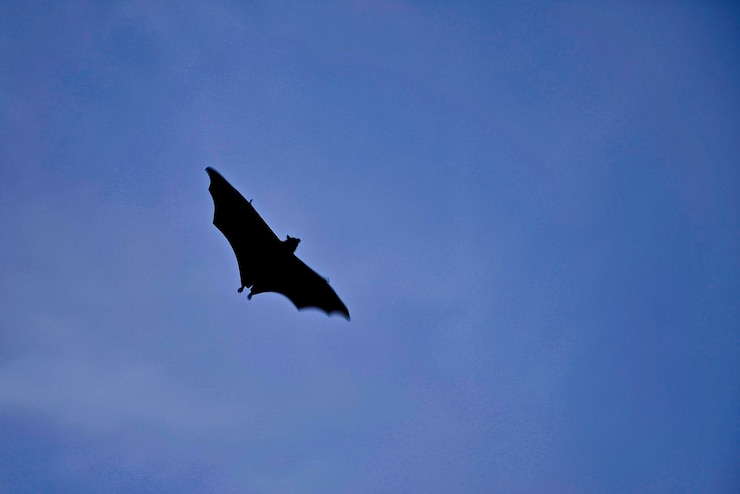 Foto vista ad angolo basso di un uccello che vola contro il cielo blu