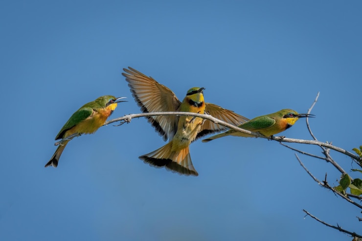 Foto vista ad angolo basso di un uccello che vola contro un cielo blu limpido