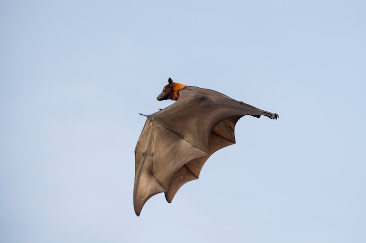 Foto vista ad angolo basso di un uccello che vola contro un cielo limpido