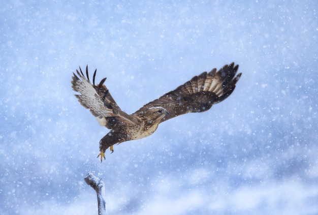 Vista ad angolo basso di un uccello che vola durante la nevicata