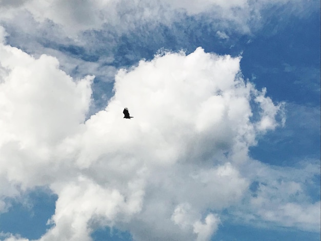 Vista ad angolo basso di un uccello che vola nel cielo