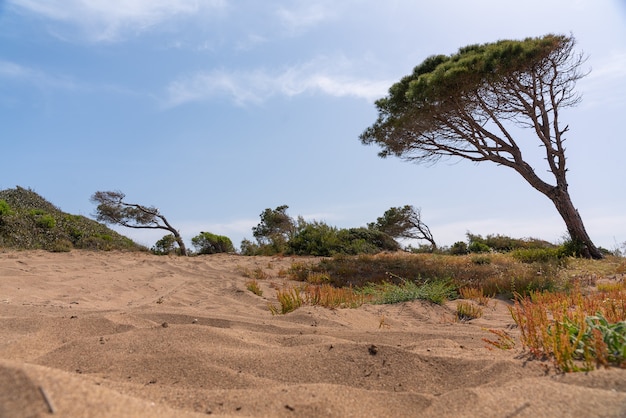 Vista ad angolo basso di una duna di sabbia costiera vegetata con pino