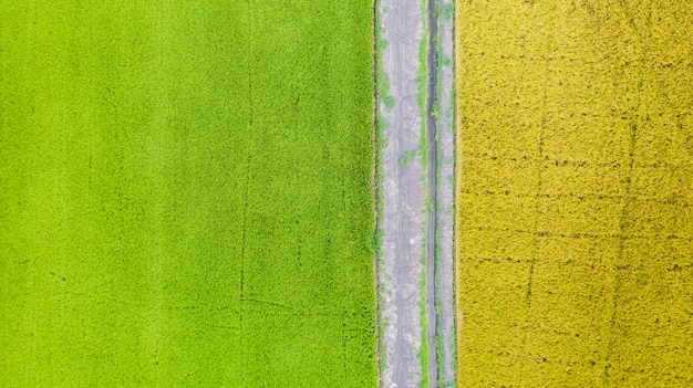 Vista aerea aerea del campo di riso verde e giallo dall&#39;alto