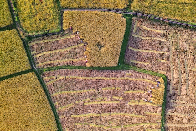 Vista aerea agricoltore che raccoglie riso con la falce senza macchina, gli agricoltori lavorano sodo nel campo di riso nella stagione del raccolto.