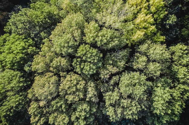 Vista aerea autunno foresta drone vista dall'alto marrone verde baldacchino di alberi dall'alto