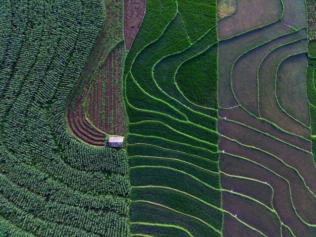 Vista aerea bella vista mattutina dall'Indonesia su montagna e foresta