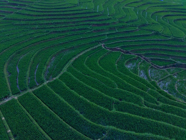 Vista aerea bella vista mattutina dall'Indonesia su montagna e foresta