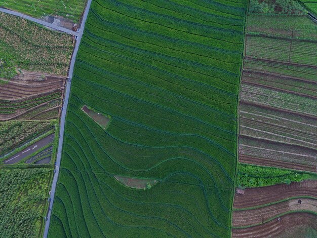 Vista aerea bella vista mattutina dall'Indonesia su montagna e foresta