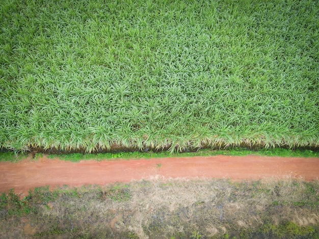 Vista aerea campo di canna da zucchero natura pianta fattoria agricola sfondo, vista dall'alto campo di canna da zucchero dall'alto con parcelle agricole di colture verdi