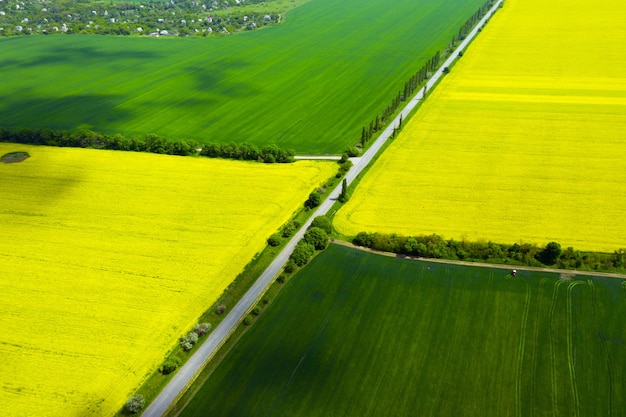 vista aerea campo di colza giallo in fiore