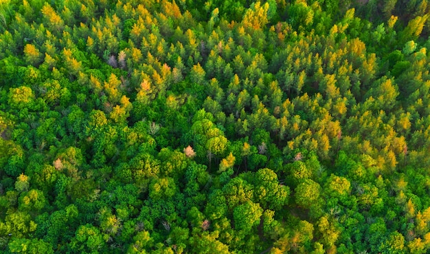 Vista aerea colorato verde estate foresta all'alba