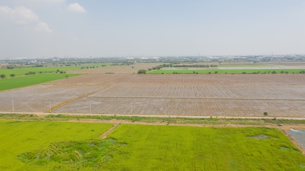 vista aerea da volare drone di riso Field con paesaggio verde modello natura scena vista dall'alto campo di riso