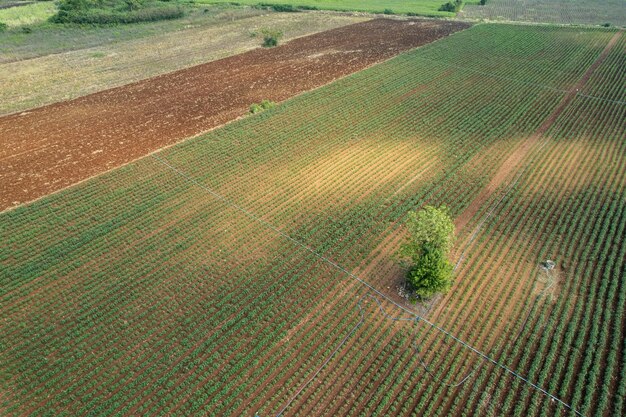 Vista aerea dal drone volante del campo di riso con paesaggio verde modello natura sfondo vista dall'alto campo di riso