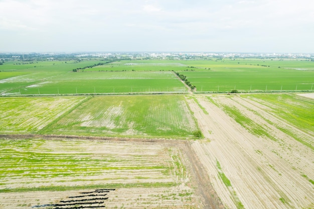 Vista aerea dal drone volante del campo di riso con paesaggio verde modello natura sfondo vista dall'alto campo di riso