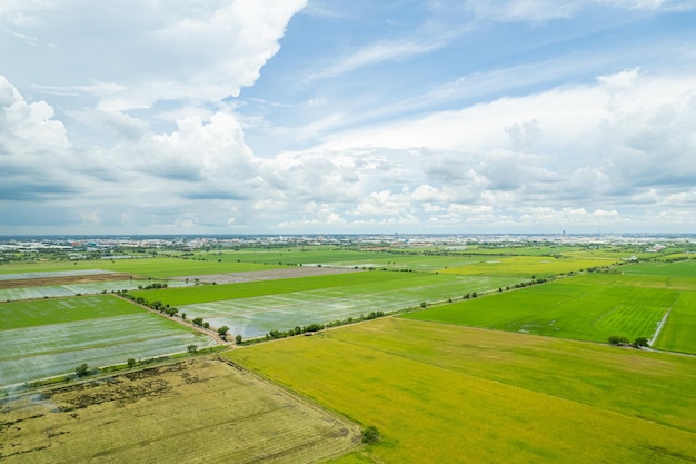 Vista aerea dal drone volante del campo di riso con paesaggio verde modello natura sfondo vista dall'alto campo di riso