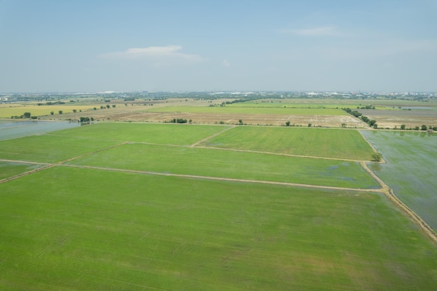 Vista aerea dal drone volante del campo di riso con paesaggio verde modello natura sfondo vista dall'alto campo ricexA