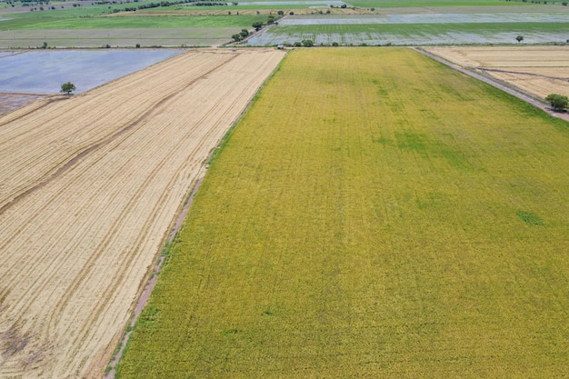 vista aerea dal drone volante di riso di campo con sfondo della natura del modello verde del paesaggio, vista dall'alto