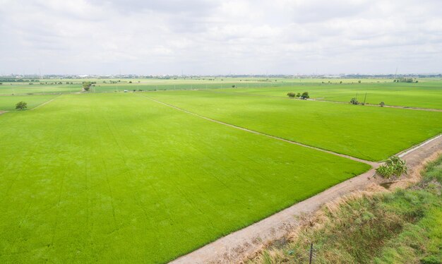vista aerea dal drone volante di riso di campo con vista dall'alto sullo sfondo della natura del modello verde del paesaggio