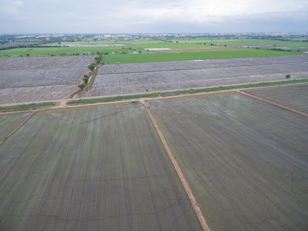 vista aerea dal drone volante di riso di campo con vista dall'alto sullo sfondo della natura del modello verde del paesaggio