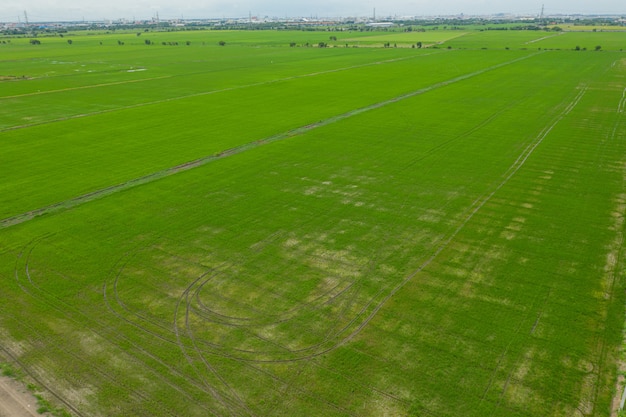 Vista aerea dal fuco di volo del riso del campo con il fondo della natura del modello di verde del paesaggio, riso del campo di vista superiore