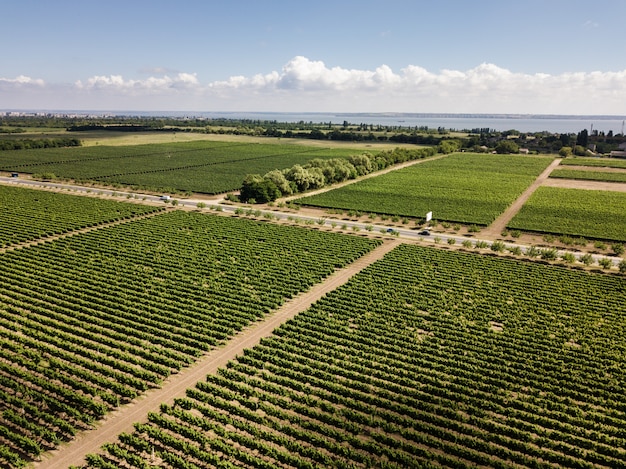 Vista aerea dall&#39;alto da drone a vigneto