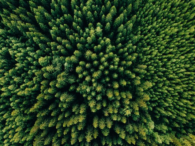 Vista aerea dall'alto degli alberi verdi estivi nella foresta nelle zone rurali della Finlandia Fotografia di droni