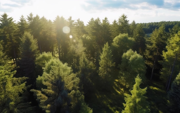 Vista aerea dall'alto degli alberi verdi nella foresta Pineta di alberi lussureggianti AI generativa