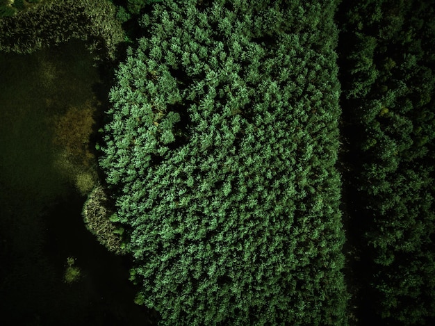 Vista aerea dall'alto del drone sulla foresta e sul lago