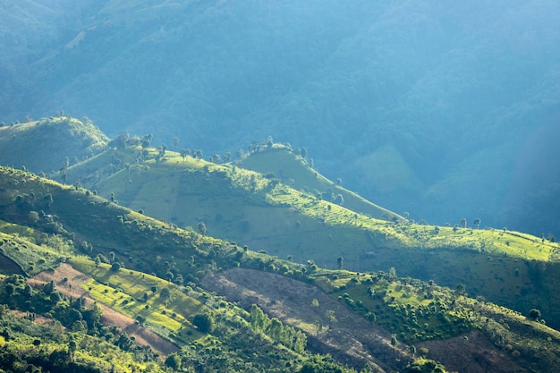 Vista aerea dall'alto dell'albero della foresta Ecosistema della foresta pluviale e concetto e sfondo di un ambiente sano