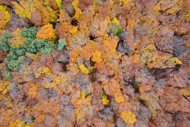 Vista aerea dall'alto della foresta autunnale