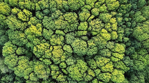 Vista aerea dall'alto della foresta di alberi verdi come sfondo naturale