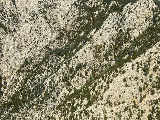 Vista aerea dall'alto di lussureggianti alberi verdi dall'alto nella foresta tropicale nel parco nazionale e in montagna