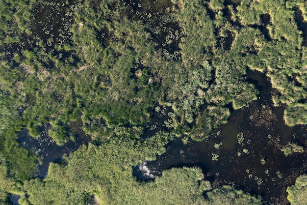 Vista aerea dall'alto di una palude di acqua salata ricoperta di erba e arbusti Mar Baltico Russia