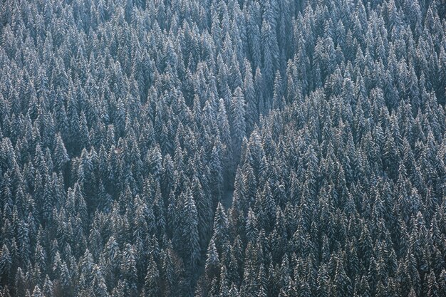 Vista aerea dall'alto verso il basso della foresta di pini sempreverdi innevata dopo abbondanti nevicate nei boschi di montagna invernali in una fredda giornata tranquilla.