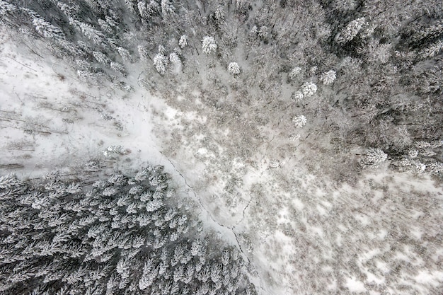 Vista aerea dall'alto verso il basso della foresta di pini sempreverdi innevata dopo abbondanti nevicate nei boschi di montagna invernali in una fredda giornata tranquilla.